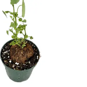 Stephania Erecta 4" Potted Live Plant - Stephania erecta - Exotic Caudiciple - Parasol Leaves - Rare Collector's Plant - Unique Potato-Like Caudex - Low Maintenance - Modern Minimalist Aesthetic - Statement Geometric Foliage