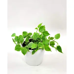 Peperomia Cupid Variegated - Live Plants in 4 Inch Growers Pots - Peperomia Scandens Variegata - Rare and Elegant Indoor Houseplant