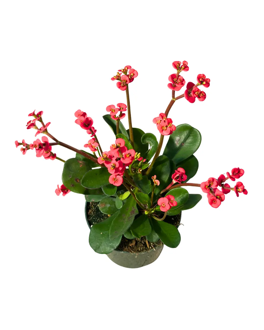 5" Crown of Thorns Coral Flower – Corona De Cristo – Euphorbia Milii - Live Plant