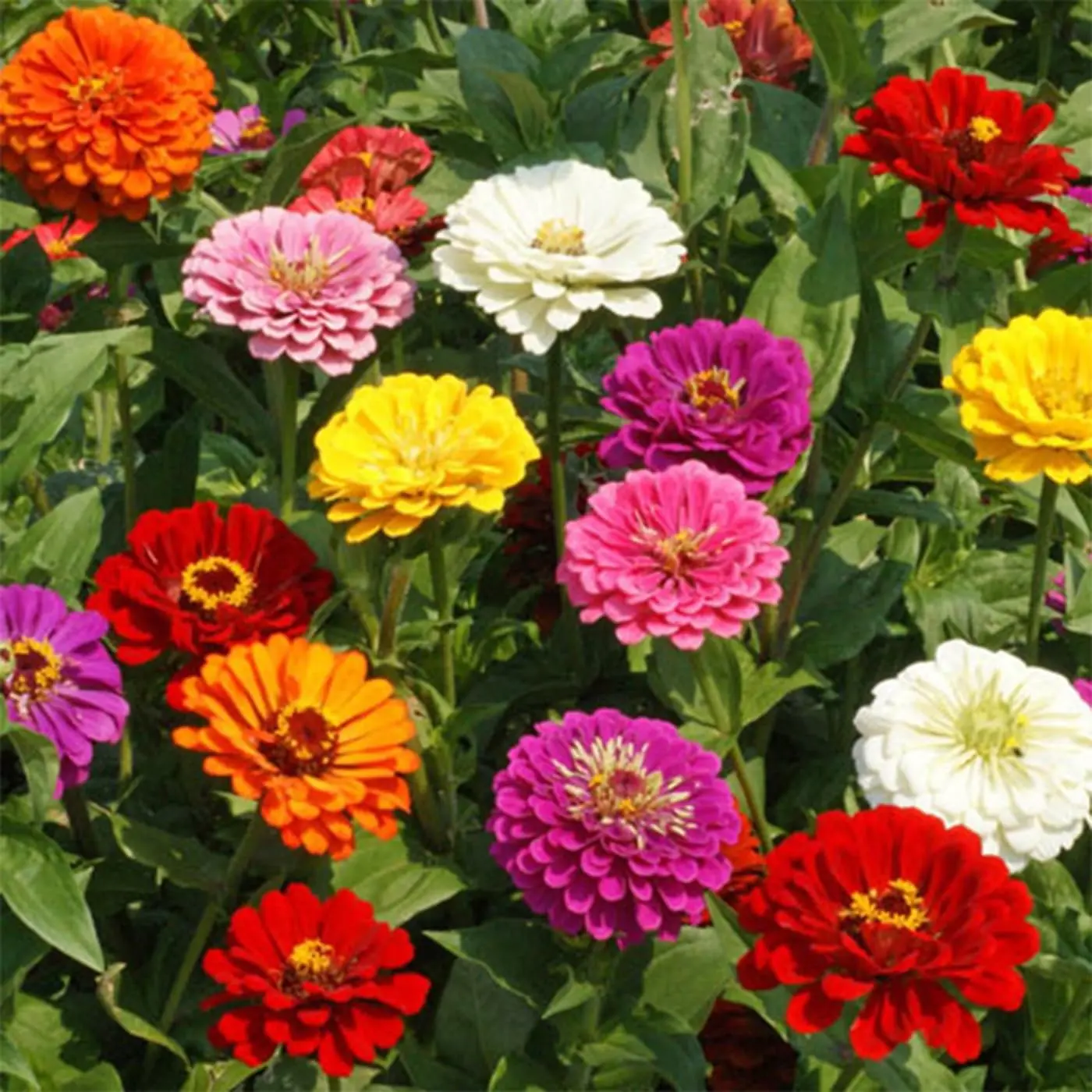 2000 Pcs Hardy Zinnia Flower Seeds Mixed Colors Easy to Grow Ground Cover for Outdoor Garden Landscaping Backyard Pots Borders Bright