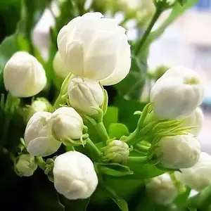 30 Climbing Jasmine Flower Seeds Fragrant Plant for Planting Garden Home Four Seasons Evergreen Silver Jasmine Garden Balcony Climbing Flower