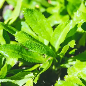 Culantro Seeds 2 Pack x 3000 Count for Planting - Coriander Herb for Cooking & Gardening - Rapid Germination - Versatile Culinary Uses