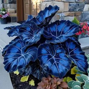 Grow It Once, Enjoy Forever – 800 Perennial Hosta Seeds
