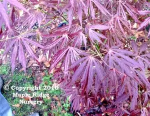 Acer palmatum 'Crimson Carole' Red Japanese Maple