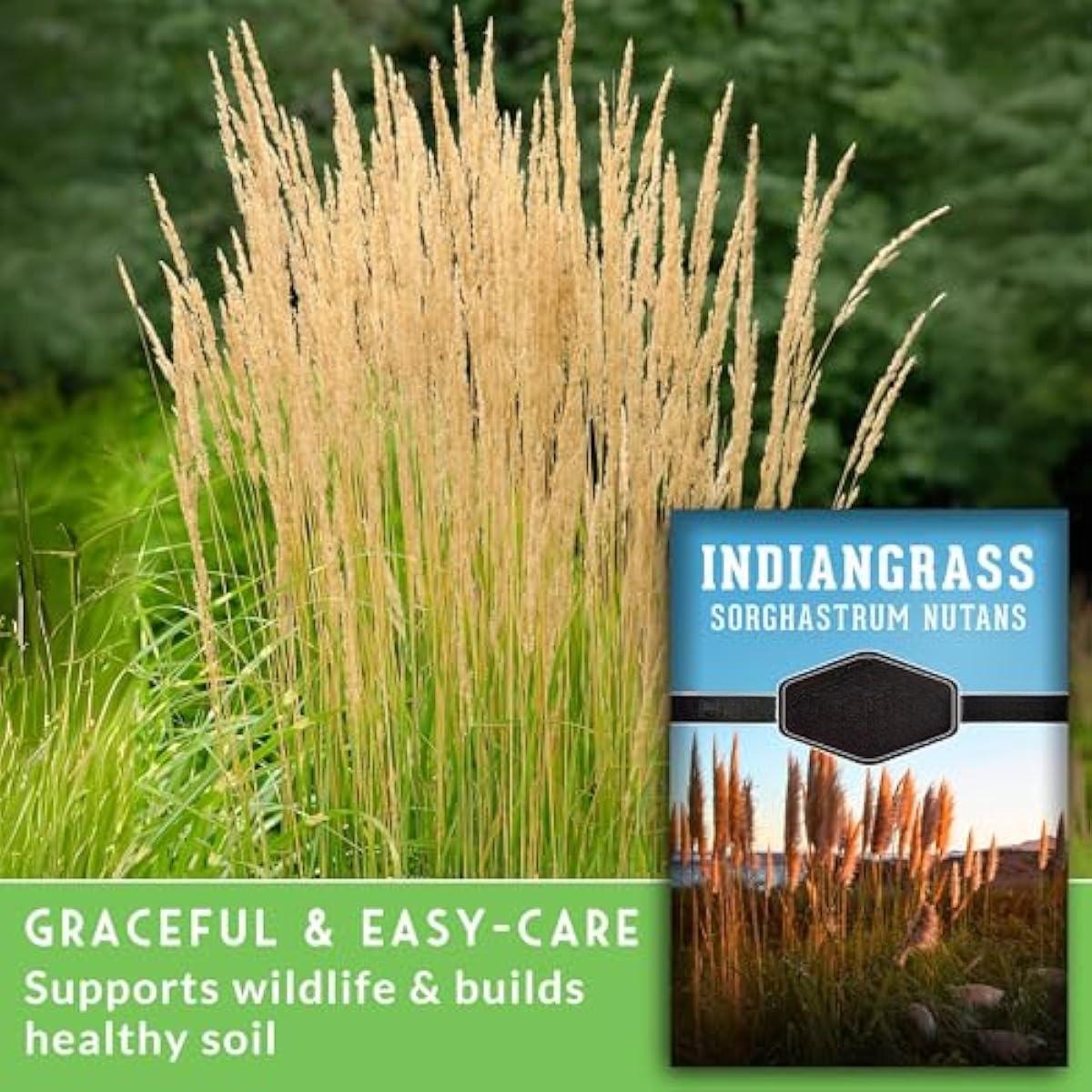 Indiangrass Seeds for Planting | Golden PrairPlant | Drought-Tolerant North American Native Grass - 1 Packie