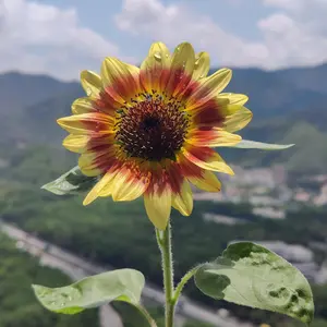 50Pcs Sunflower Seeds Easy to Grow Vibrant Blooms Turn Your Garden into a Bright Bold Beginner Friendly Yes You Can Grow Them Summer Flowers