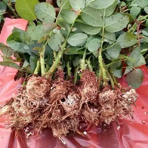 Rose seedlings bloom in all seasons, rich and fragrant, large flowers, suitable for courtyard balcony, potted planting, ground planting, dual-purpose (bare root delivery)