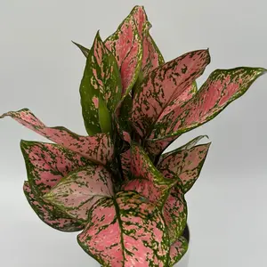 Aglaonema Anyamanee  5" pot Decorative Pink Cute Home Indoor Plant for House Decor
