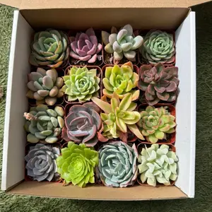 Assorted Mini Succulents, 2 Inch Pot, Live Succulents