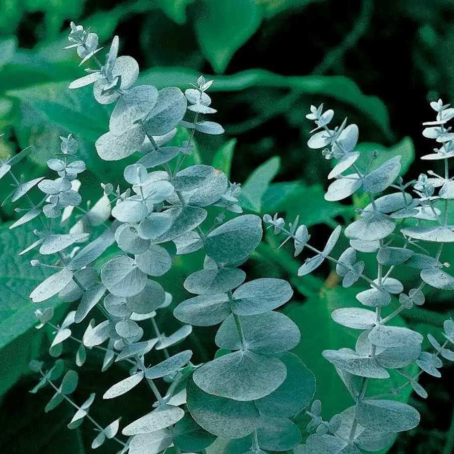Silver Dollar Eucalyptus Plant Live, Fragrant and Silver Foliage 4 to 6 inch Tall