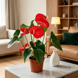LZ13   Anthurium Red Live Plant | 4 inch Potted Indoor Flowering Plant | Natural Home & Office Decor