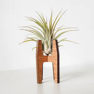 Air Plant Holder Display - MCM Wood Desk Stand
