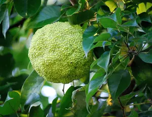 Osage Orange Tree, 30+ Seeds Per Packet, Exotic & Rare, 60-80% Germination Rates, Non GMO & Heirloom Seeds, Scientific Name: Maclura pomifera, Great Gift