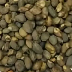 Herbal cleanse seed 30 seeds