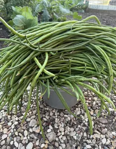 200 Long Bean "Yard Long Beans" seeds  All grown on my farm 1oz of seeds. Super easy to grow and beautiful trellis vining plant