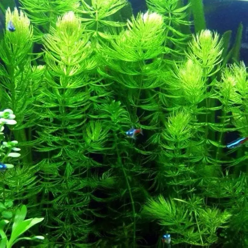 Hornwort Coontail Live Fish Tank Plants Aquarium Plant