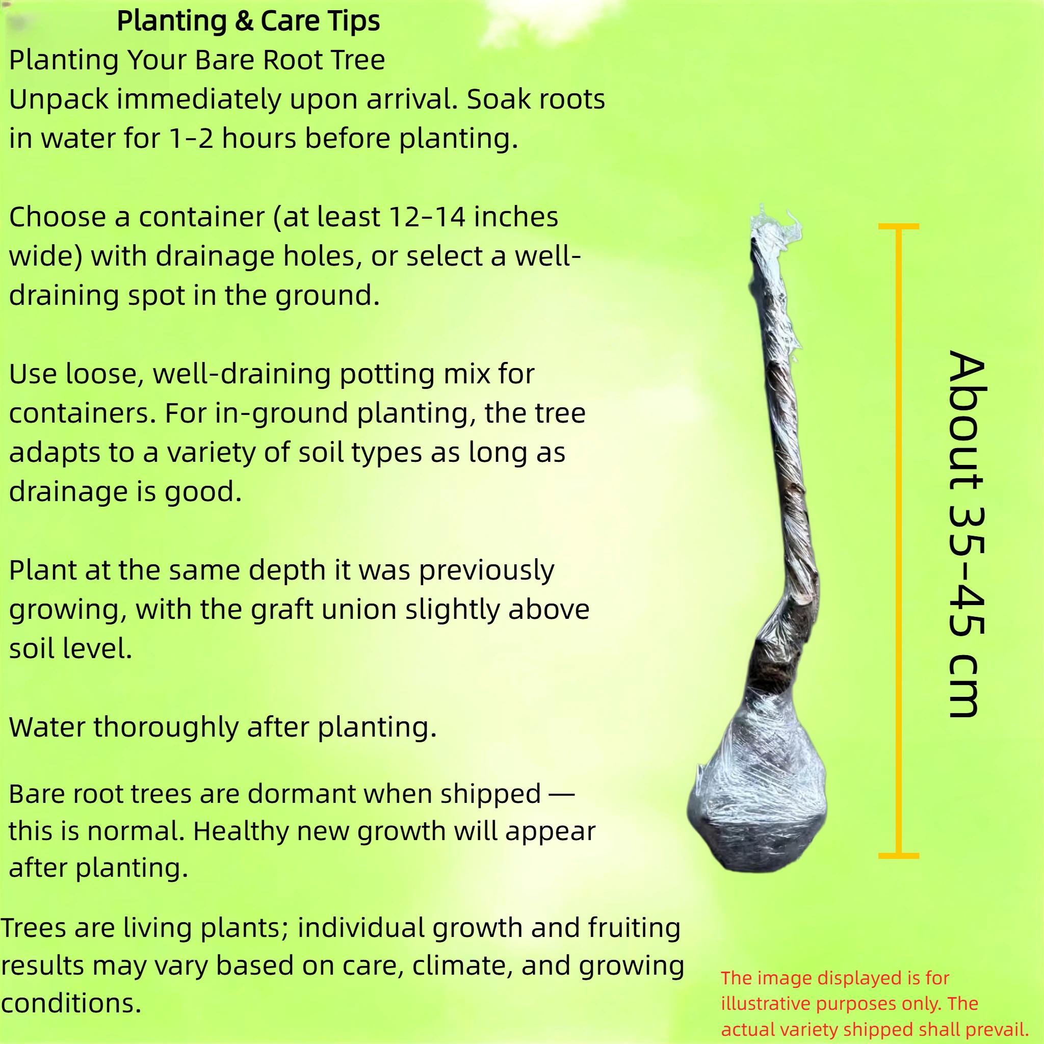 Cold Hardy Apple Tree for Home Garden │ Bare Root with Strong Roots │ Perennial Fruit Plant for Patio or Yard Sapling Non-GMO Compact