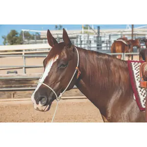 Professional's Choice Lariat Rope Training Halter - Russet/White
