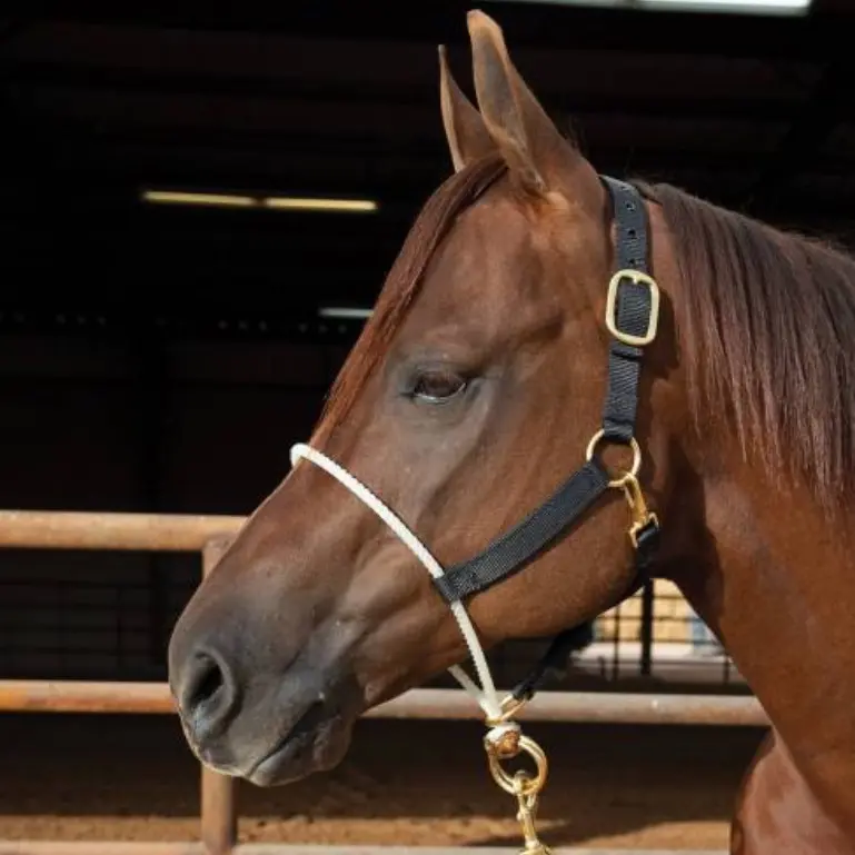 Rope Nose Nylon Halter