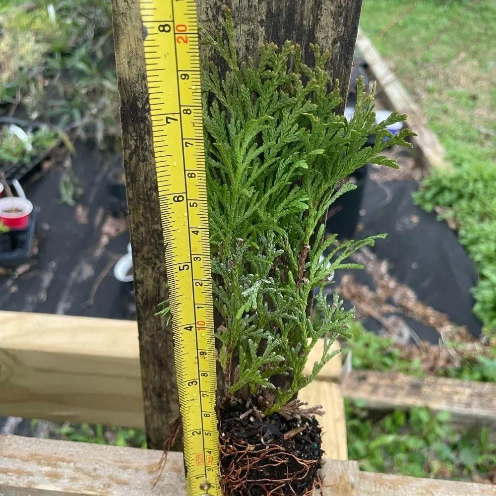 Little Giant Arborvitae Live Starter Shrub - Thuja occidentalis 'Little Giant', Compact Globe-Shaped Evergreen Shrub for Low Hedges, Loam Soil Tolerant Home Improvement Garden Plant