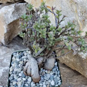 Trichodiadema bulbosom