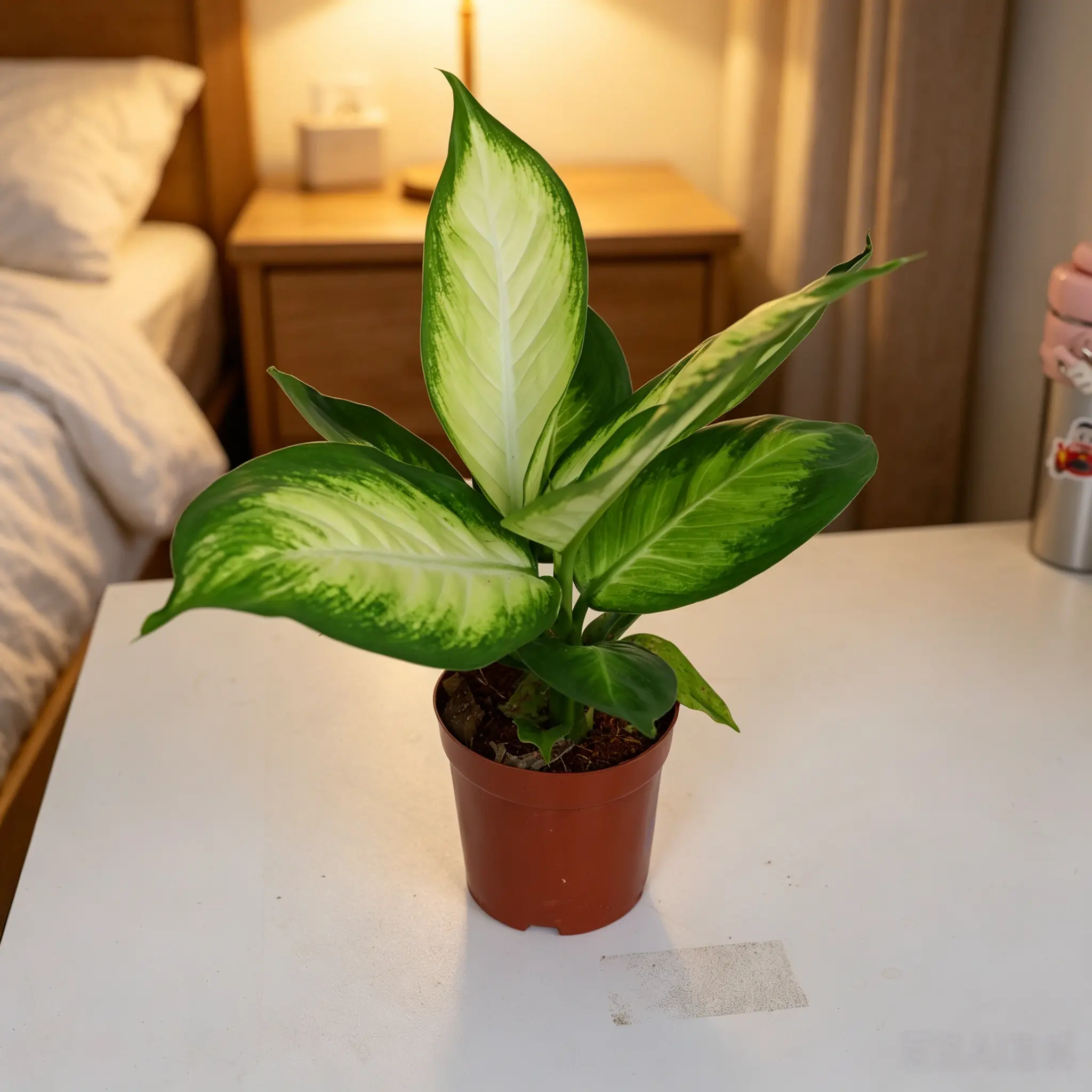RZ-22 Dieffenbachia 'Camille' — a live indoor plant; an easy-care tropical foliage plant featuring charming, variegated leaves; ideal for home décor, offices, and enhancing indoor spaces; comes in a 4-inch nursery pot.