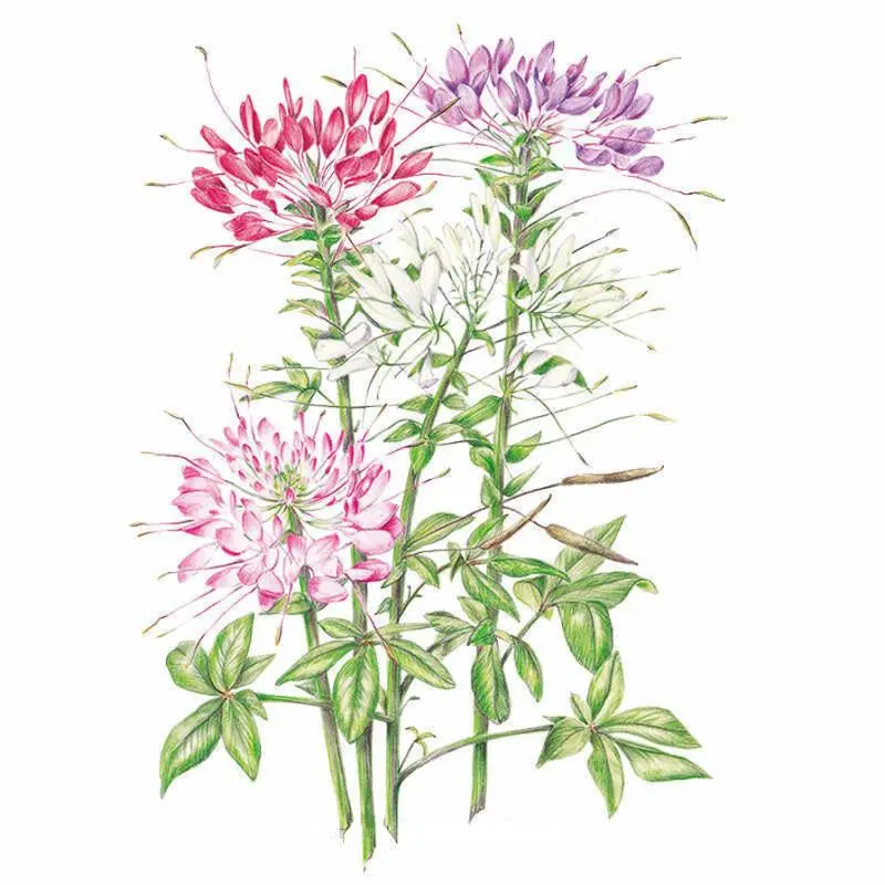Fountain Blend Cleome Spider Flower Seeds, Organic Perennial Colorful Seeds, Pollinator-Attracting for Full Sun Pollinator Gardens, Home Improvement & Garden Supplies, Perennial Flowers, Colorful Flowers