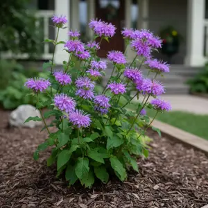 1000 Lavender Bee Balm Seeds – Monarda fistulosa – Light Purple Fringed Blooms – Hardy Perennial Flower