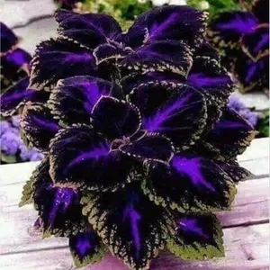 100 Rare Coleus Black Purple Blue seeds for Planting Outdoors