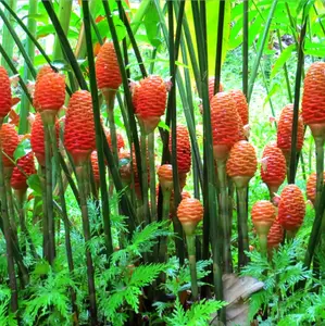 5 Shampoo Ginger Rhizomes, Zingiber Zerumbet Pine Cone Ginger Bitter Ginger Plants  Red Ginger Lily Roots For Planting, Ready To Grow