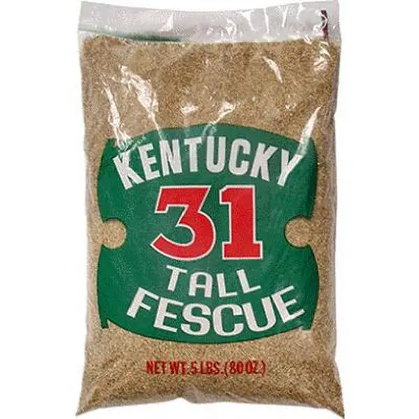 212 MAIN Barenbrug 16205 5 lbs. Kentucky Tall Fescue Grass Seed - Fescue Variety for Household Textiles, Carpets, Rugs, Kentucky Grass