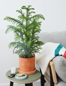 Norfolk Island Pine