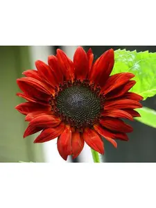 25 Red Velvet Queen Sunflowers Seeds for Planting - Heirloom Sunflower Seeds for Planting Outdoors - Garden Seed Sunflower Gifts