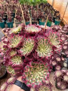 Aeonium Watercolor Painting - Variegated Succulent Bouquet 8-12 Inches Wide for Home Decor or Gift