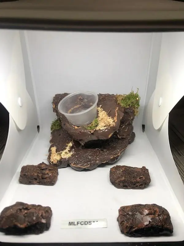 Small Desert Magnetic Rock Ledge With 5 Feeder Cups For Reptiles and Terrariums