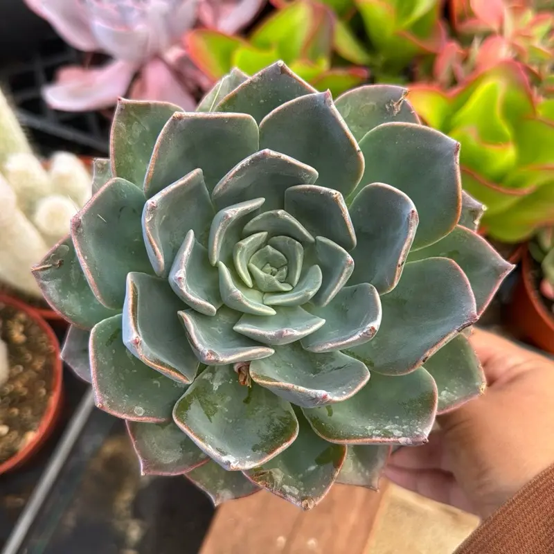 Echeveria blue prince 6 inch pot plant succulent pet safe