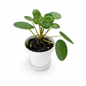 Live Chinese Money Plant in 4" White Pot with Saucer, Pilea Peperomioides Indoor Houseplant