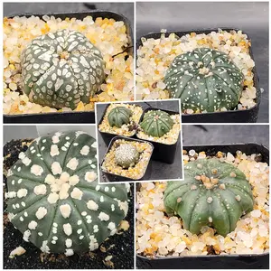 Astrophytum Asterias  Cactus 1.5 - 2 inch - Sellers Choice
