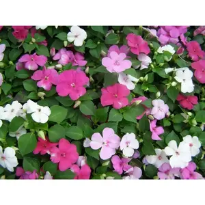 Impatiens MIXED Annual Flower Seeds - Ideal for Gardening and Flowering