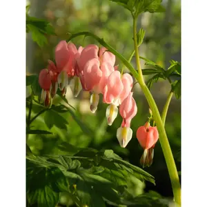 Green River 25 Peach Bleeding Heart Seeds - Perennial Flower Seed Pack, Soft Pastel Heart-Shaped Blooms For Romantic Shade Gardens, Easy To Grow With Graceful Spring Blossoms Year After Year