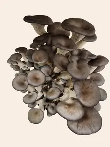 2oz Great Plains Fungi Blue Oyster Dehydrated Mushroom Refill - Nutty Unami Flavor - Organic, Gluten-Free & Vegetarian - Dried for Longer Shelf Life