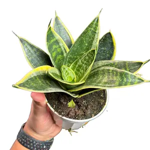 4" Sansevieria Hahnii (Dwarf Snake Plant), Beginner Friendly Easy to Care For Live Houseplant, Indoor Plant