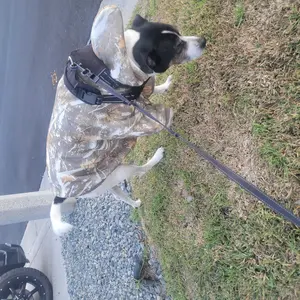 Comfrt Paws | Camo Hoodie