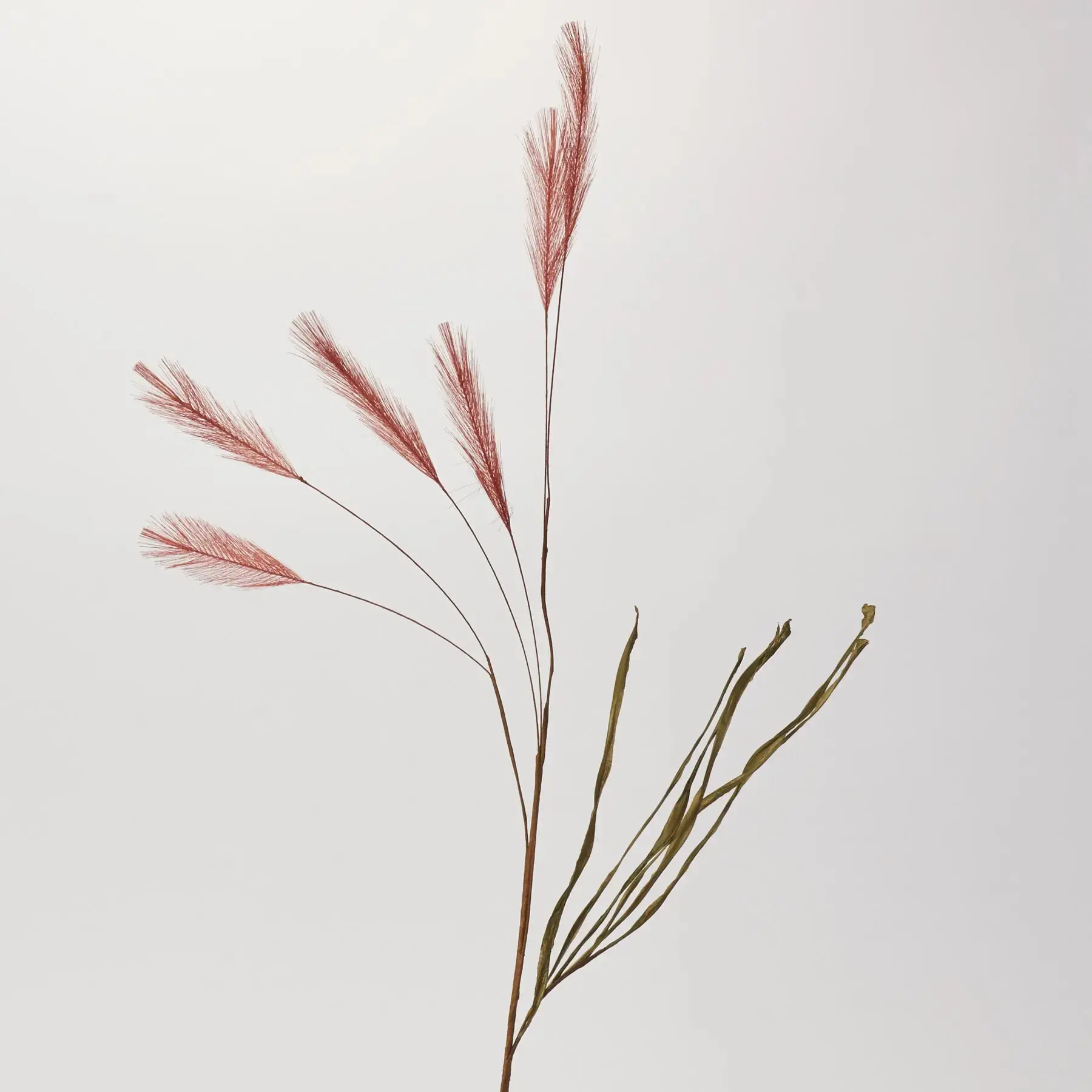 Dried Look Paprika Red Horsetail Whisk Pampas Grass Stem Spray - 36"