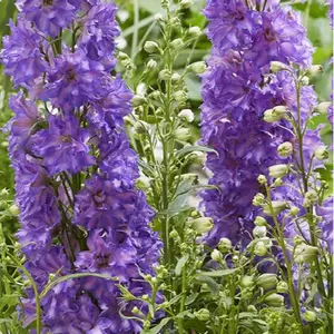 DELPHINIUM DEL BREEZIN G1 PTW