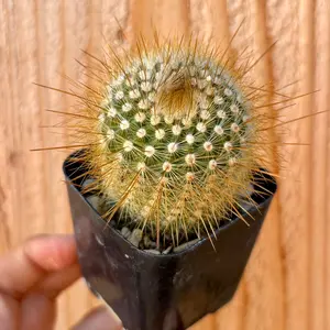 Notocactus Scopa 2” Cactus Flowering