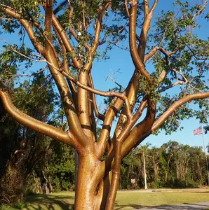LIVE PLANT 3ft Bursera simaruba - Gumbo limbo - Copperwood - Almácigo chaca -  West Indian birch - Naked Indian - Turpentine tree