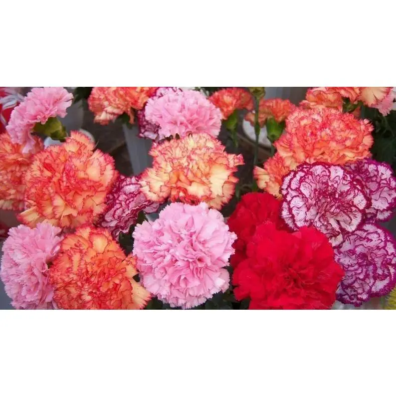 Green River 100 Double Mix Carnation Seeds - Fancy Carnation Seeds In Rich Multicolor Blends, Perennial Flower Seed Pack For Shaded Beds, Garden Paths, Flower Pots, And Romantic Cut Flower Arrangements All Summer Long