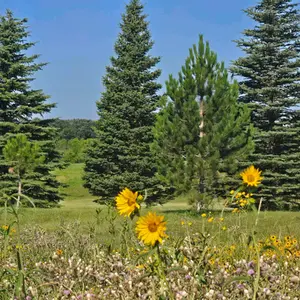 background preload poster image 