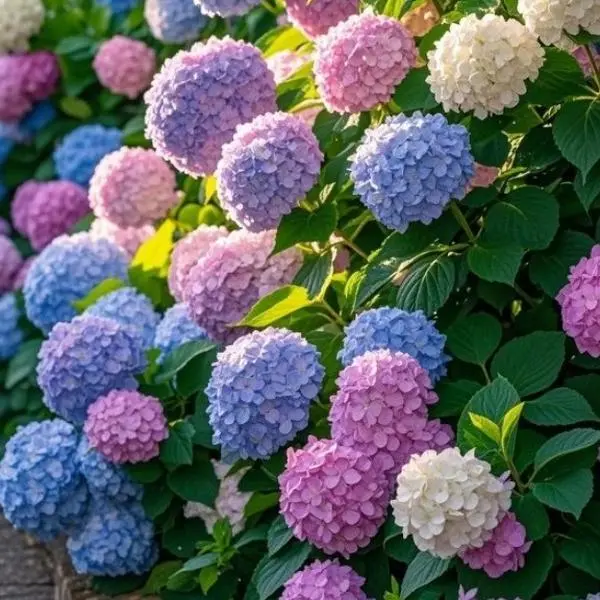 Mixed Hydrangea Flower Seeds (200pcs) - Easy to Grow for Beginners, Outdoor Gardens Landscaping, Stunning Blue, Pink, Purple, White Blooms with Romantic Charm